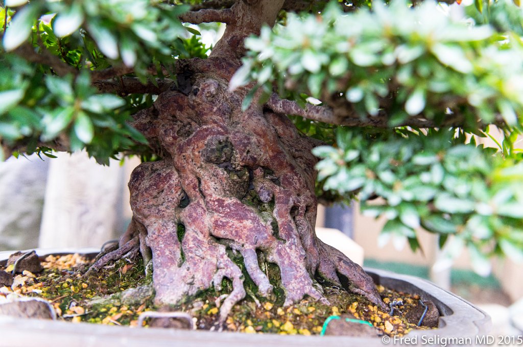20150310_161652 D4S.jpg - Bonsai Museum and Gardens Tokyo, a famous garden more than 400 years old. Rare bonsai are more than 500 years old.